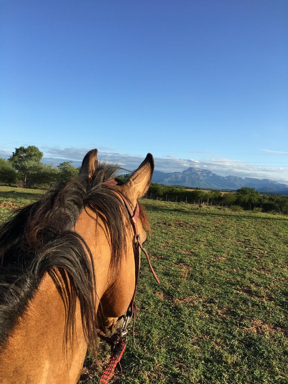 Horseback point-of-view toward distant hills
