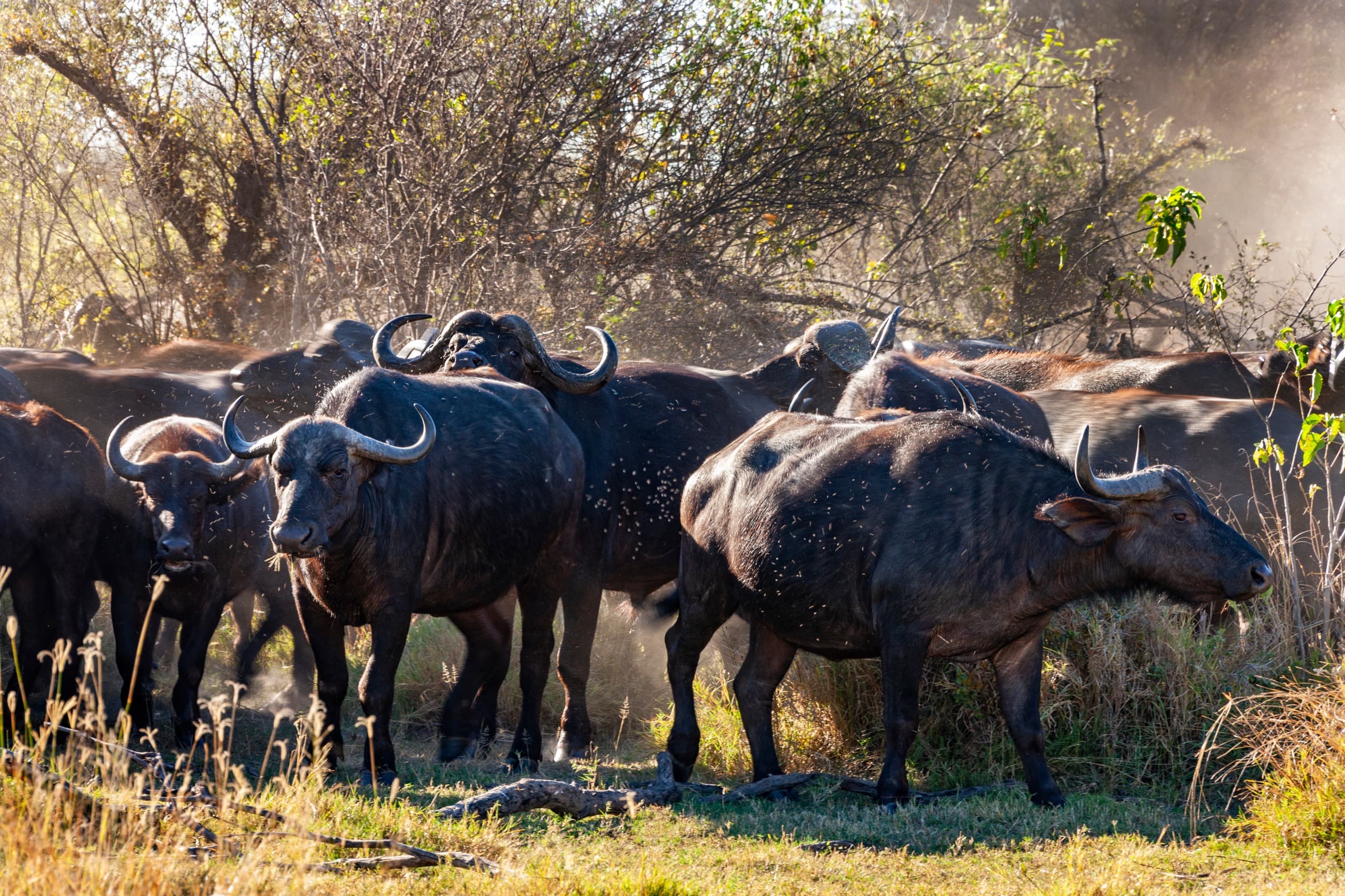 Buffalo herd moving through lowveld bush