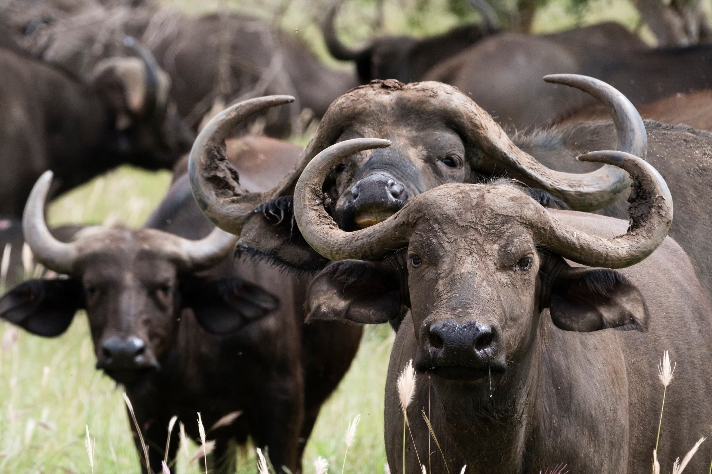 Buffalo herd in lowveld habitat