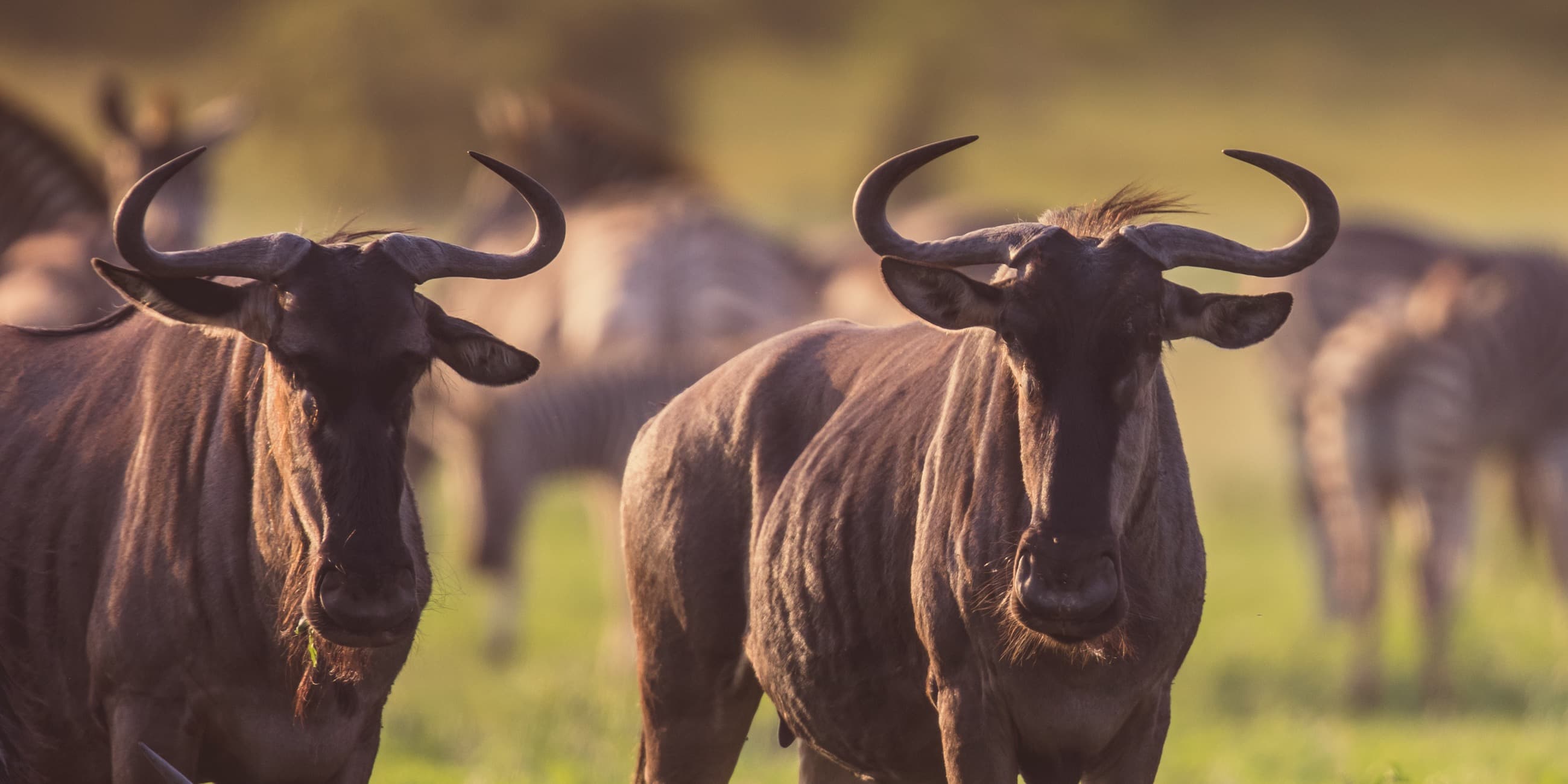 Wildebeest herd grazing in open grass