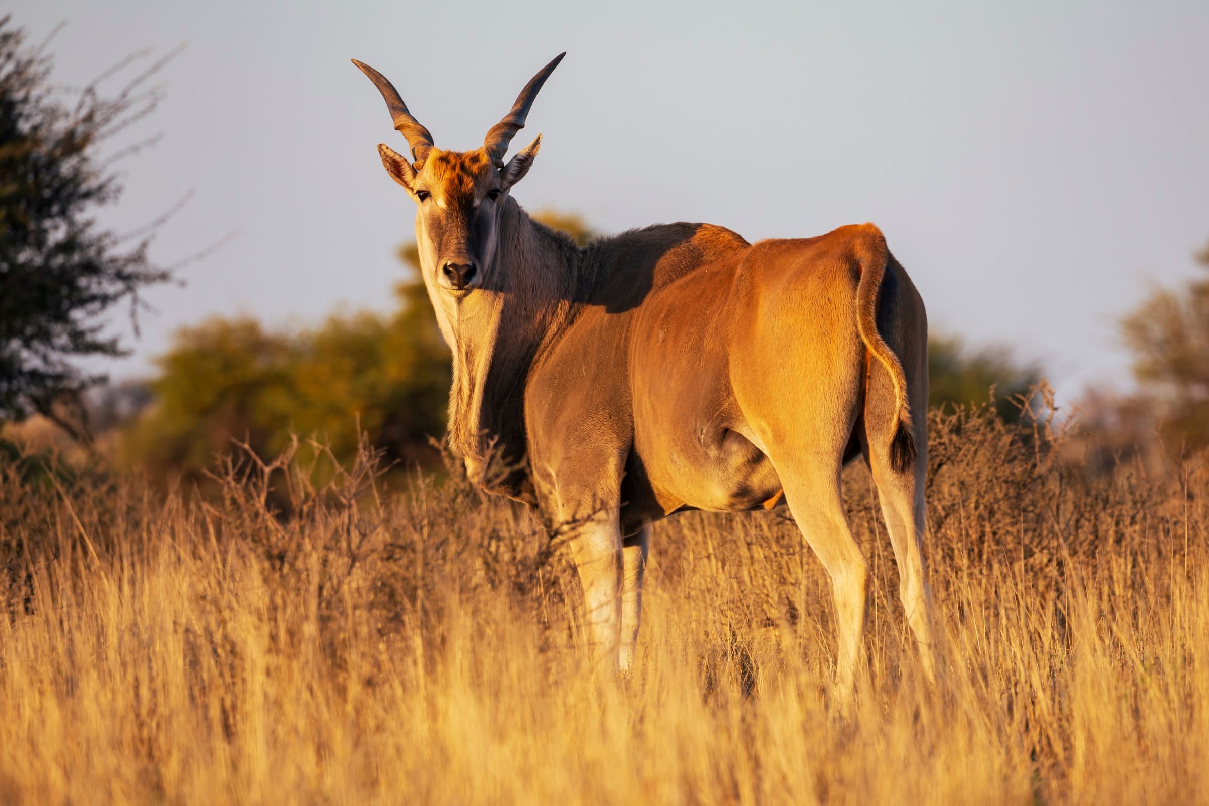 Eland standing in golden field light