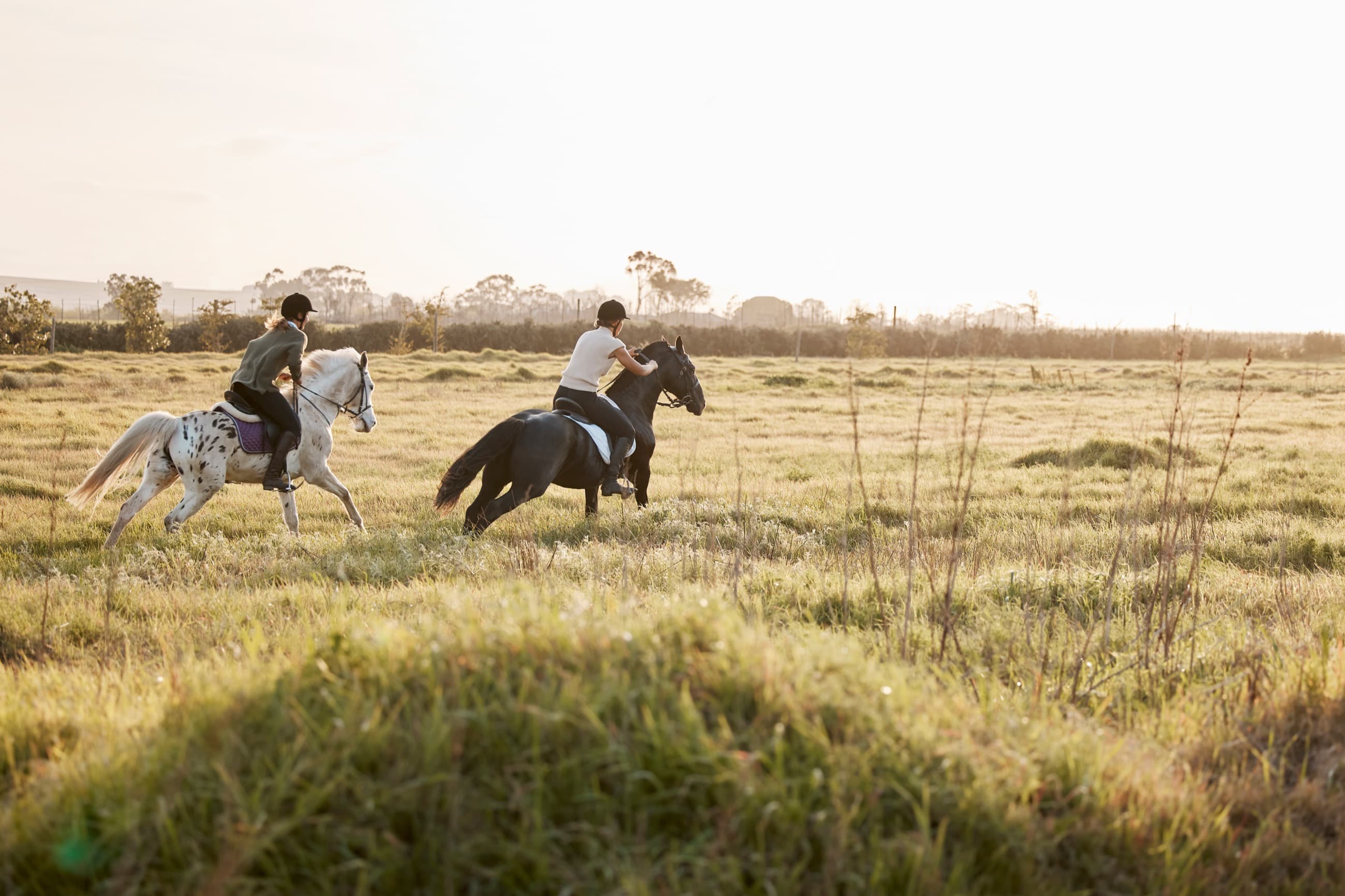 Riders moving through a grassy field in evening light