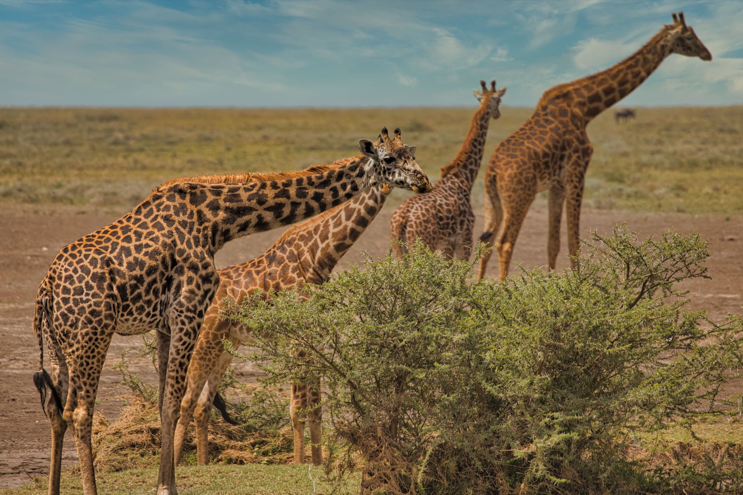 Giraffes gathered in a grassy clearing