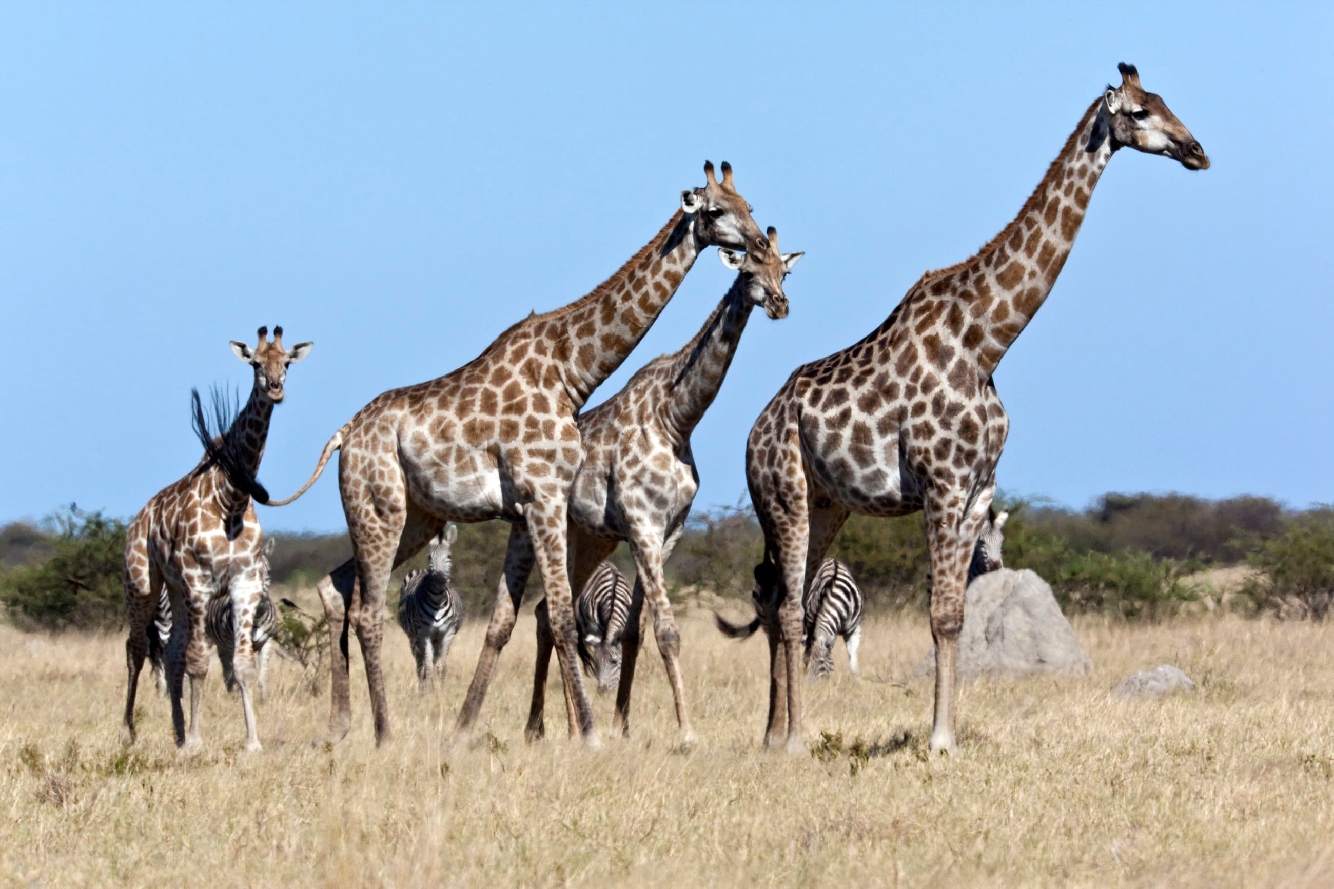 Giraffe moving through open grass