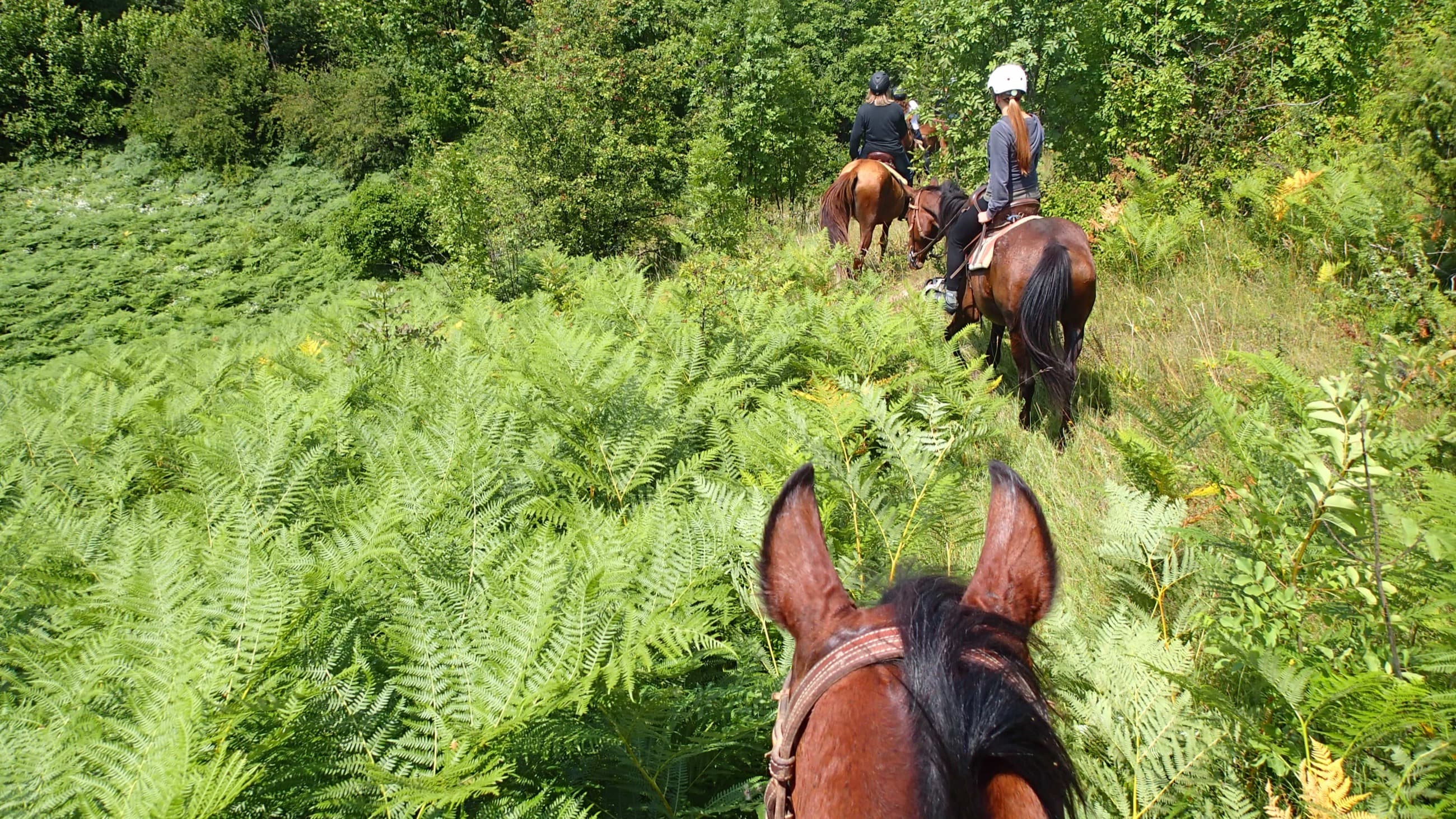Horseback view across green trail