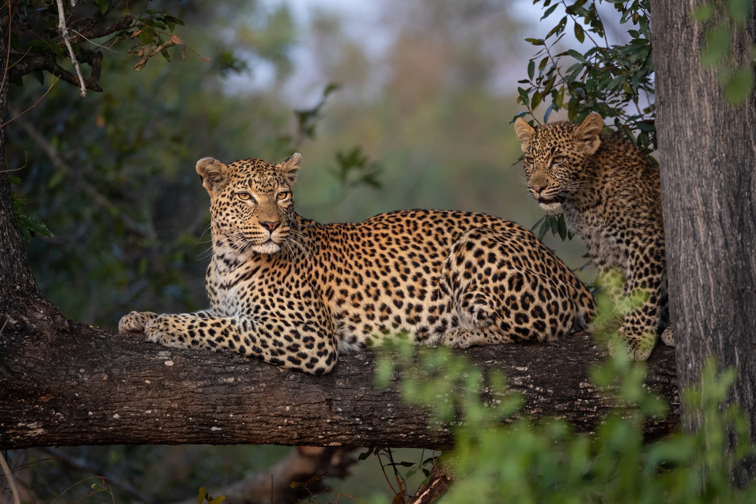 Leopard resting in a tree