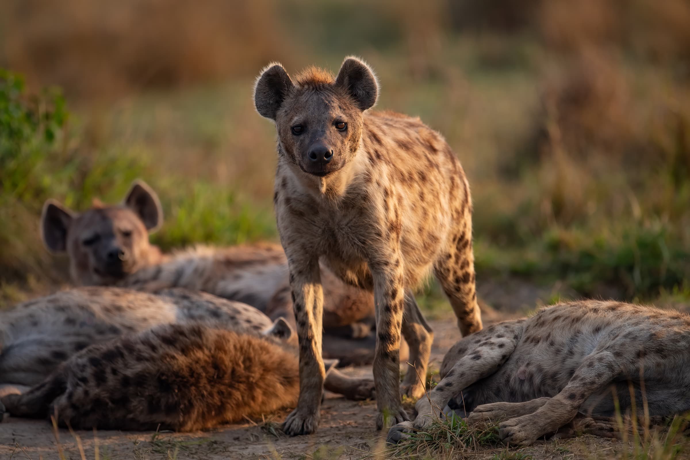 Spotted hyena looking toward camera