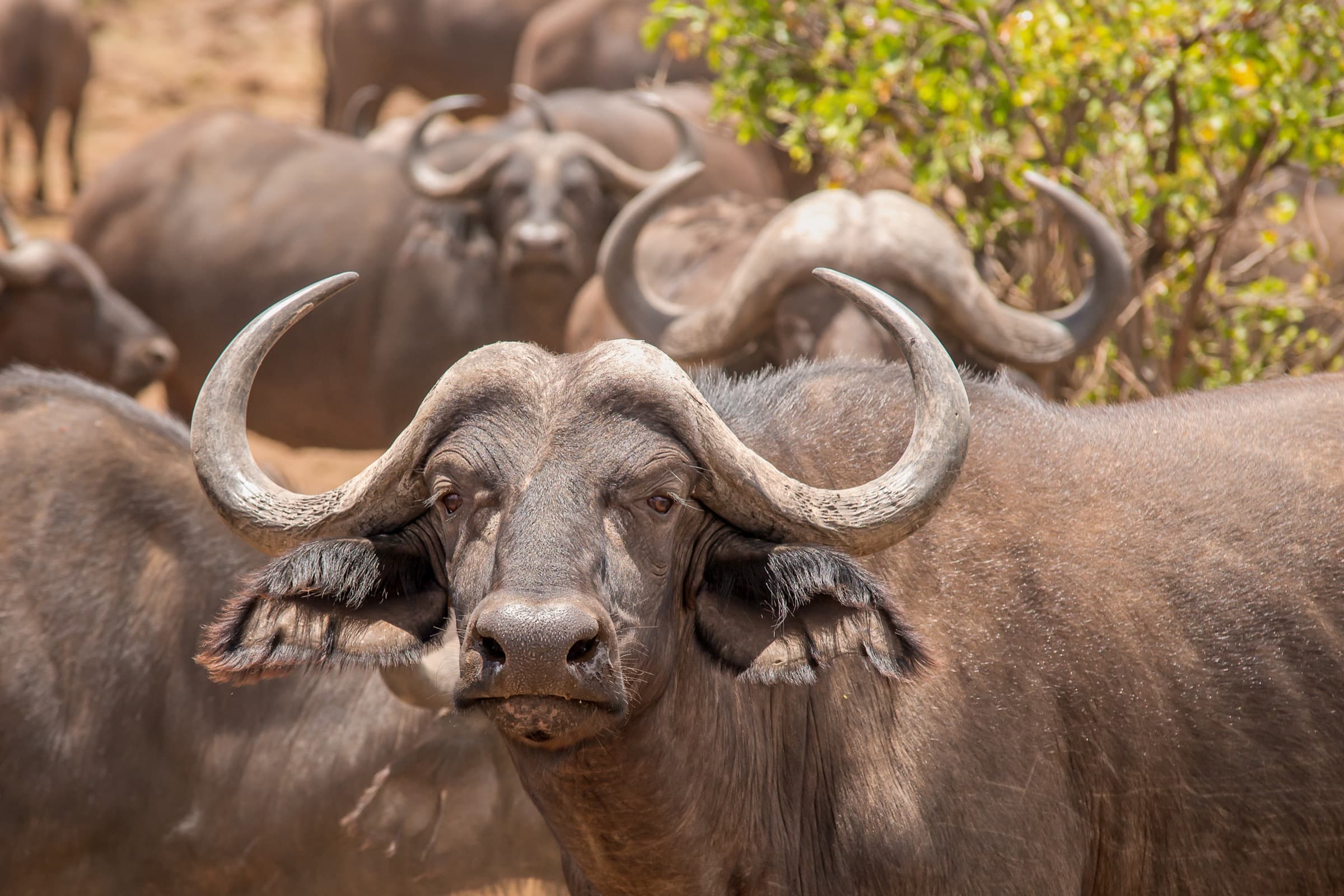 Buffalo watching from the lowveld