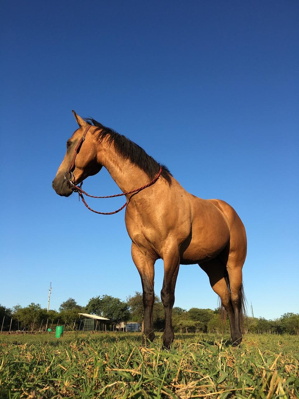 Nimble Drift, a chestnut horse standing proudly