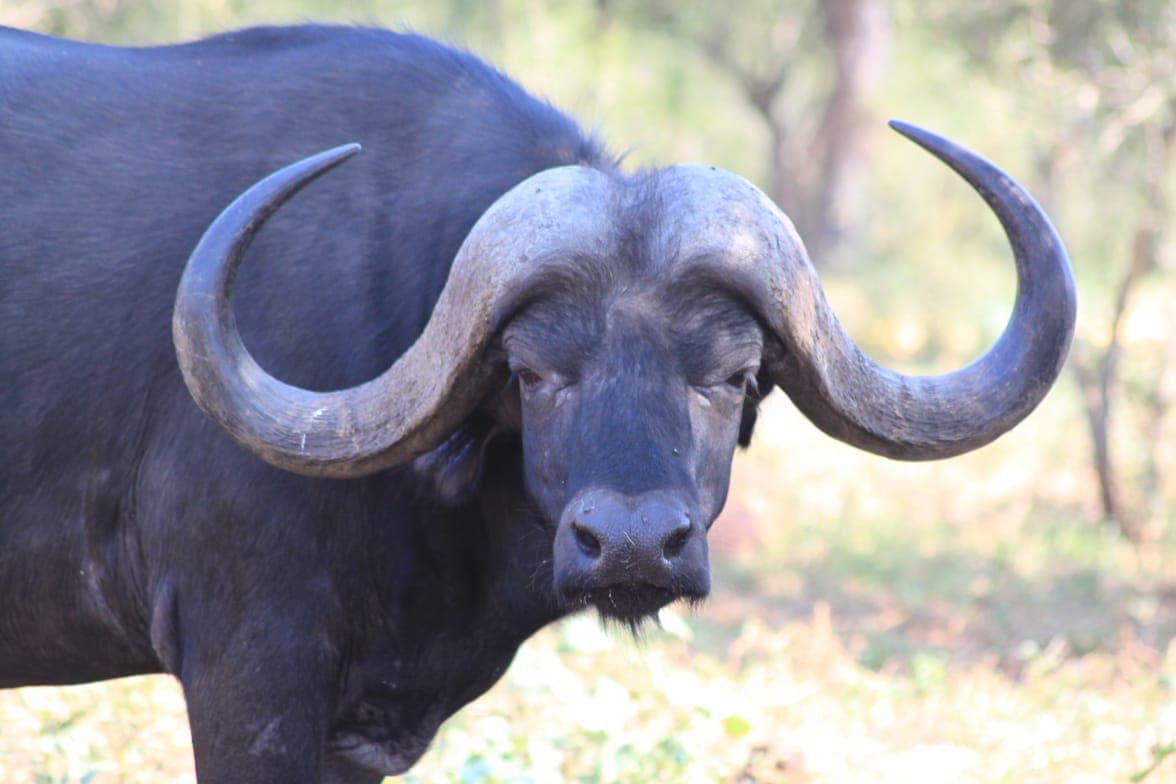 Buffalo portrait in warm bushveld light