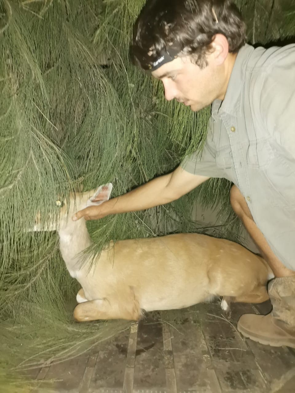 Conservation fieldwork with a young antelope