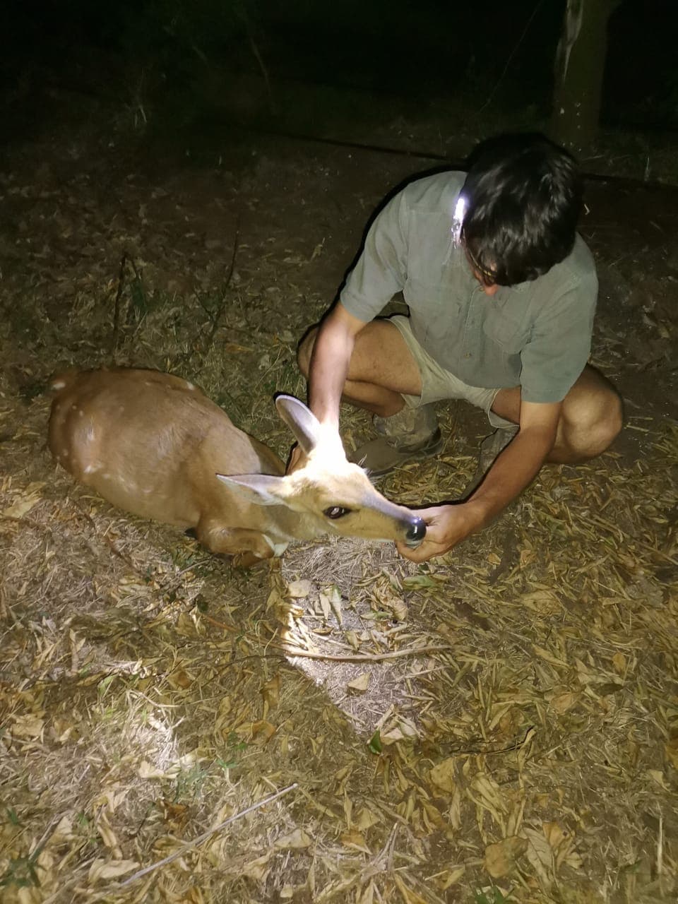 Hands-on wildlife care after dark