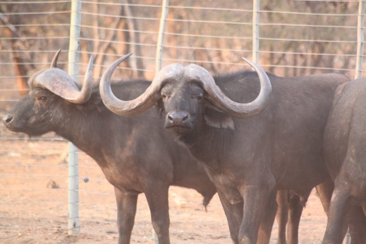 Buffalo standing at the farm buildings