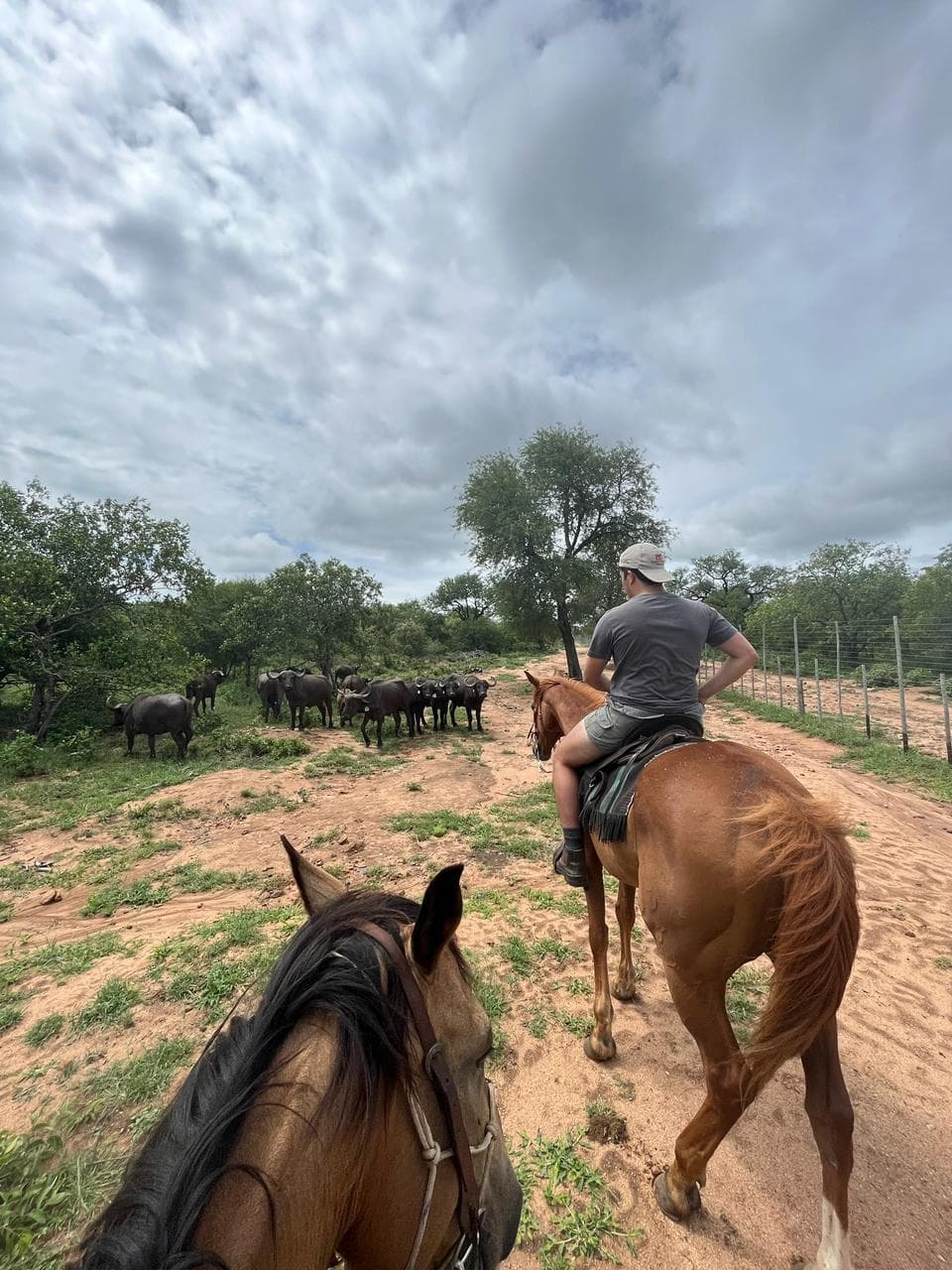 Horseback view along a sandy bushveld track