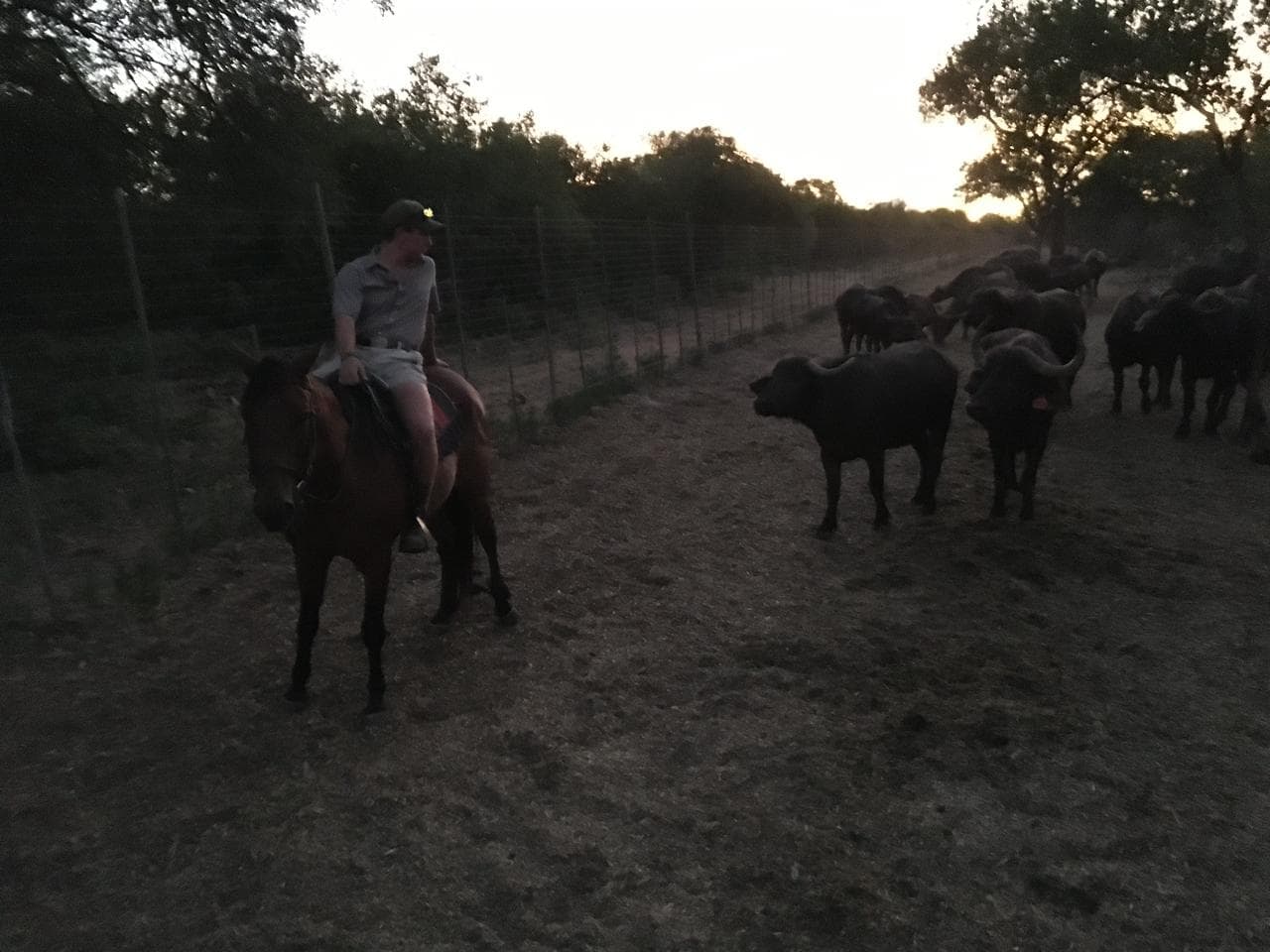 Rider moving near a buffalo herd