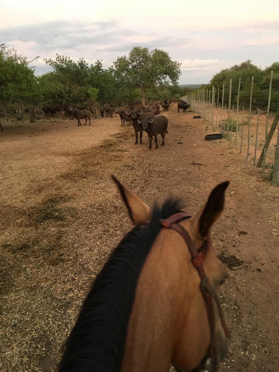 Horseback view of wildlife on the reserve