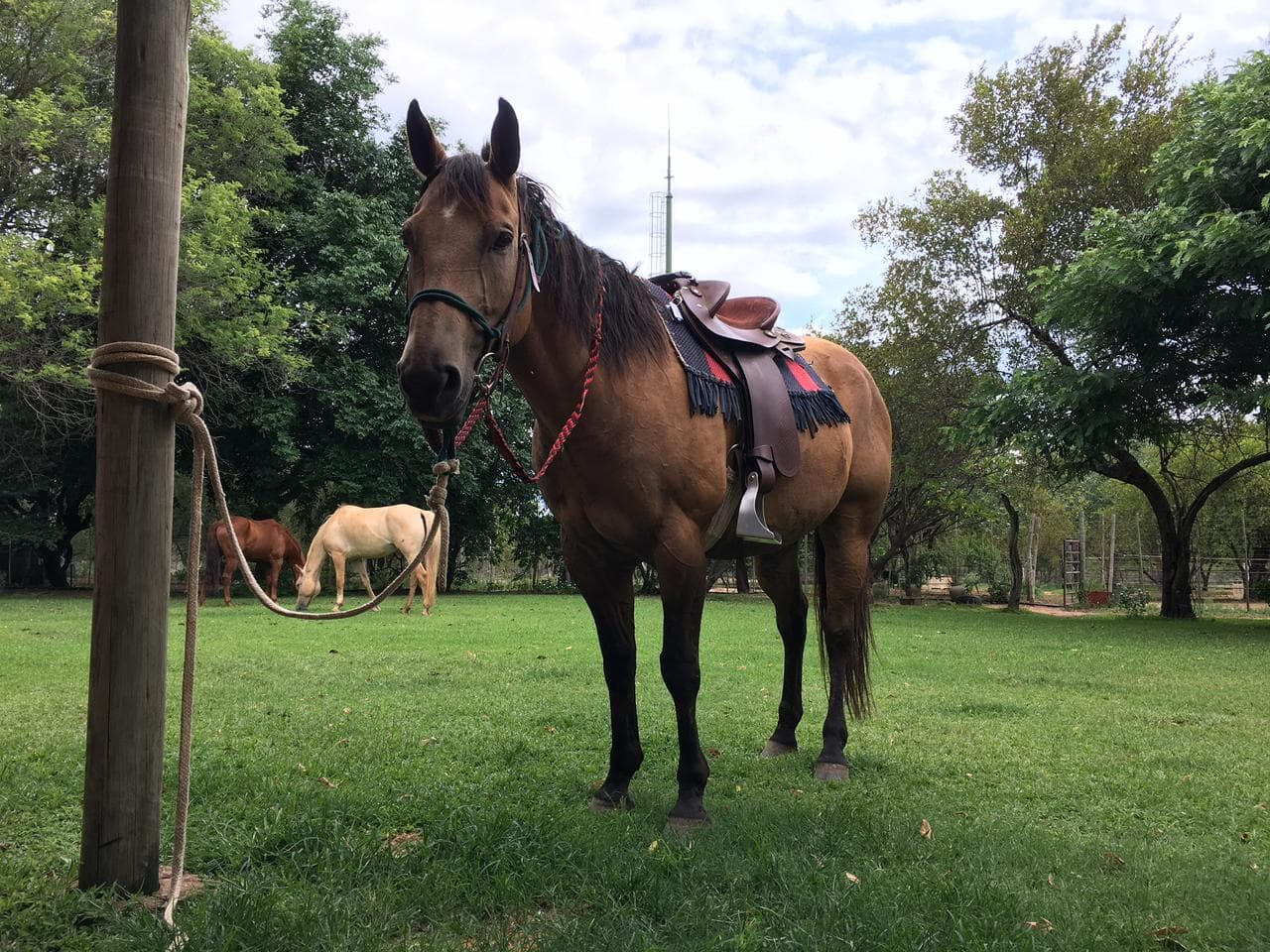 Saddled horse ready for a ride