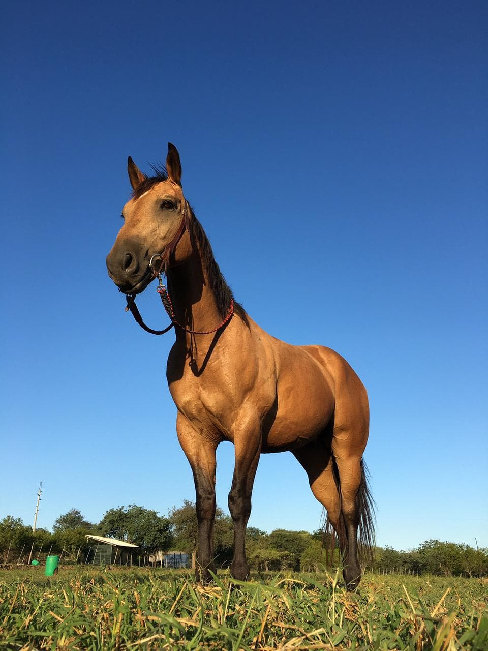 Buckskin horse standing against a clear sky