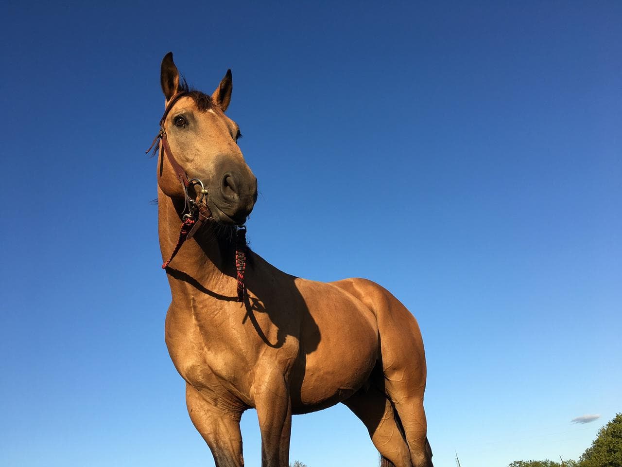Nimble Drift horse portrait under blue sky