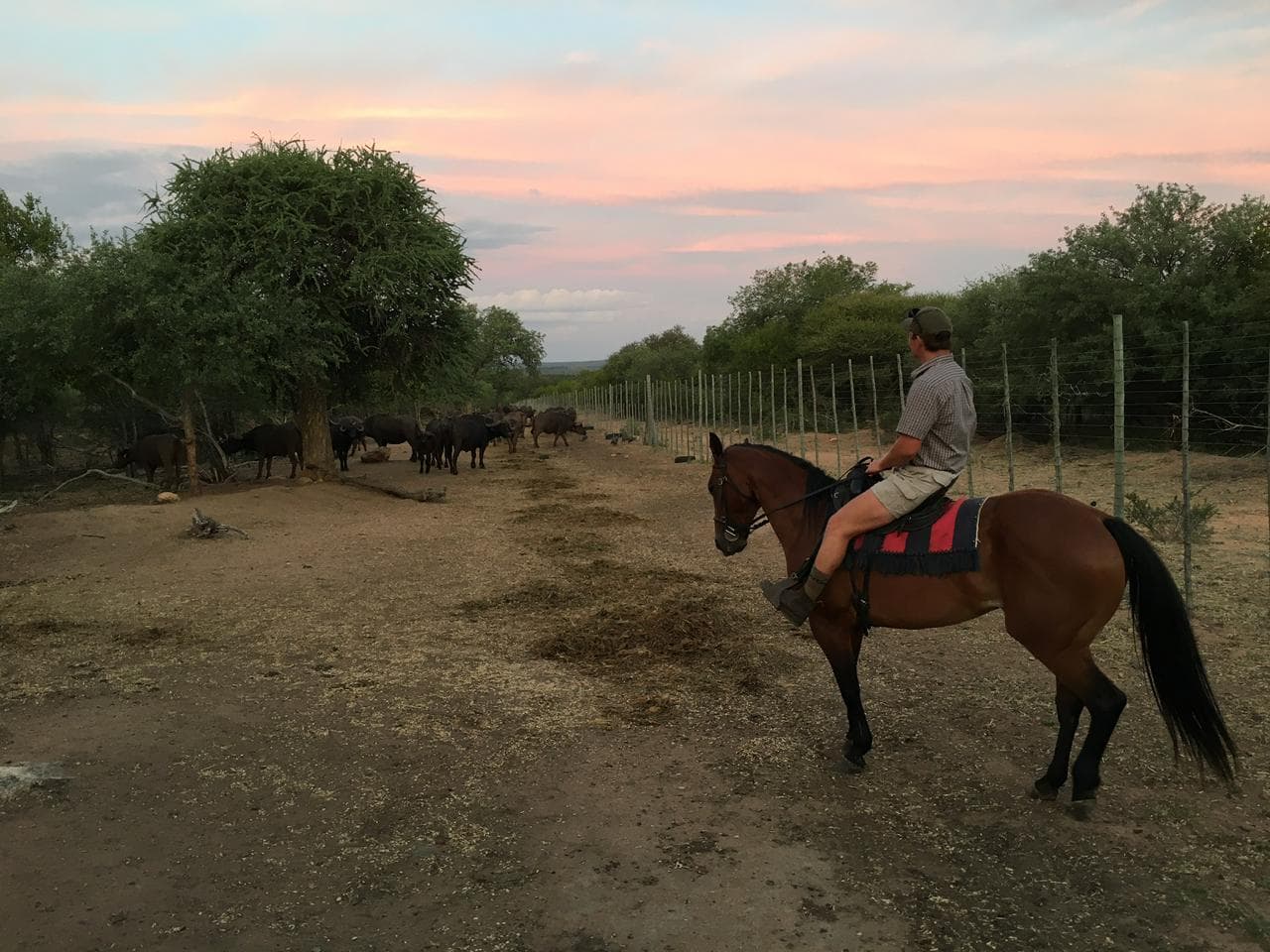 Saddled horse standing beside a sandy track