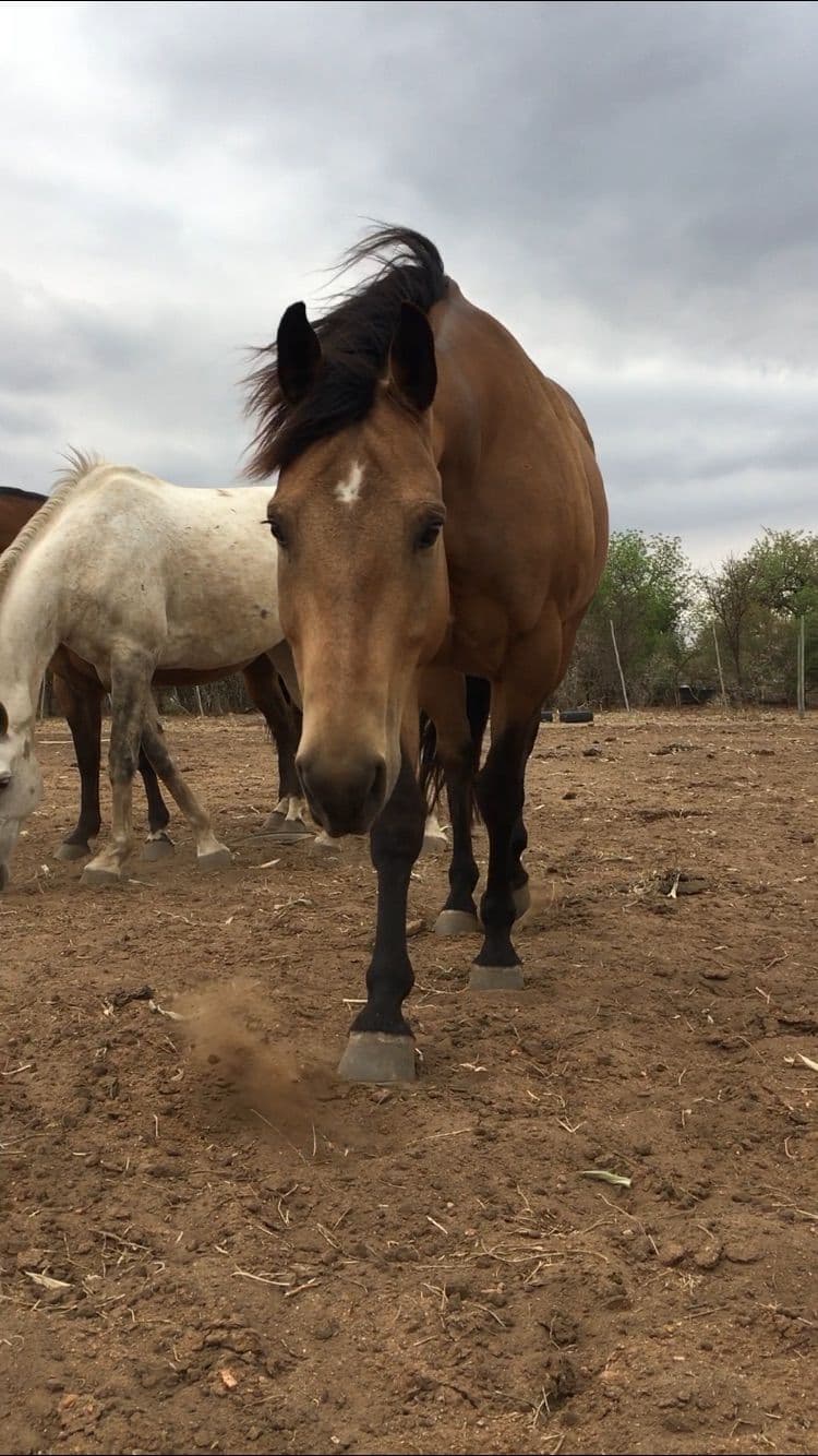 Horses standing quietly in the bushveld