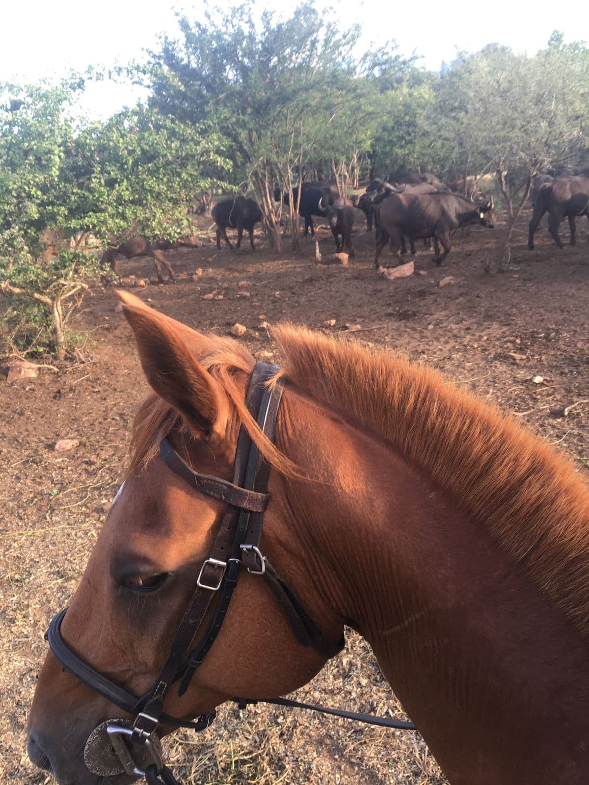 Horseback view through the bush