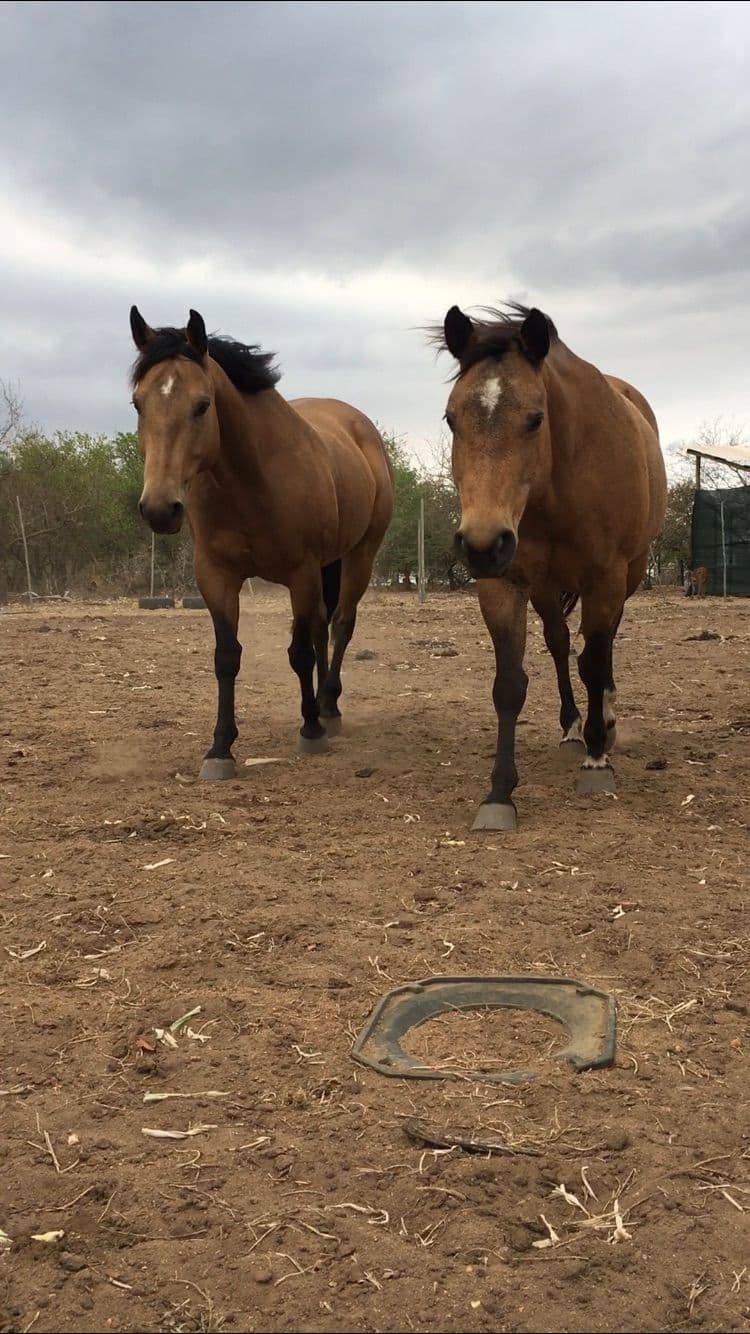 Two horses waiting on a dry track