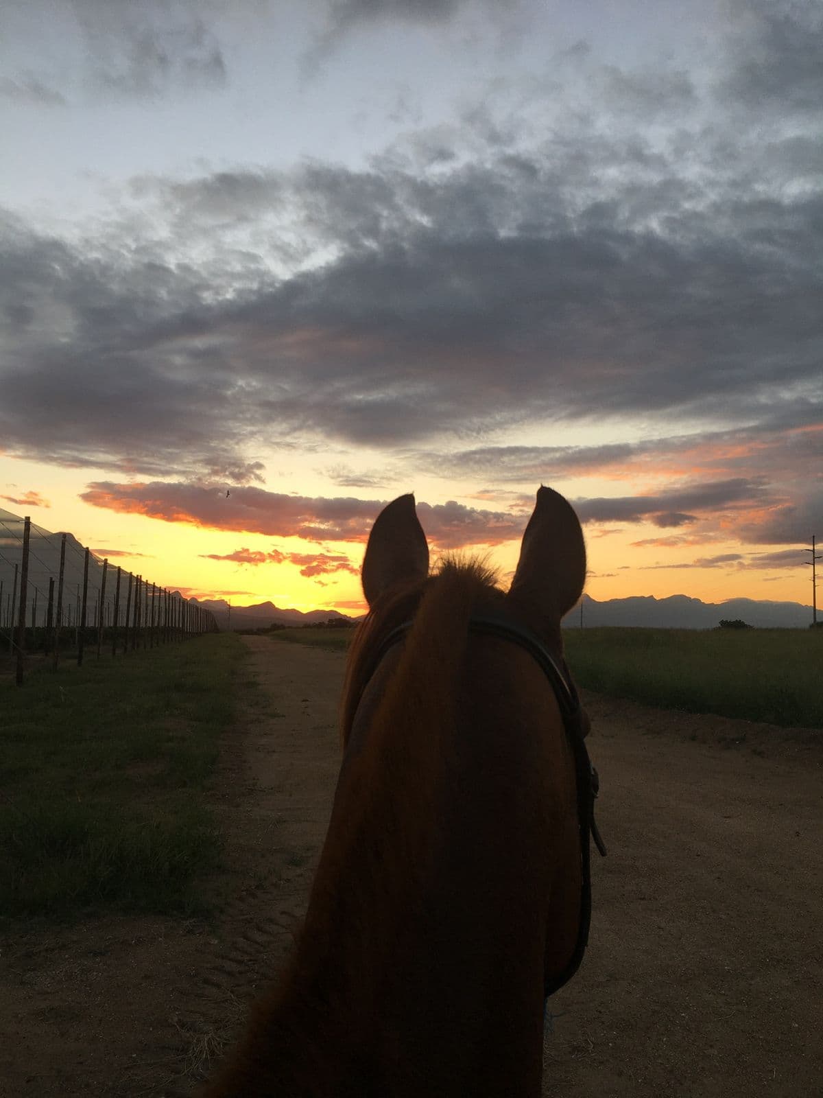 Horse ears beneath a dramatic sunset sky