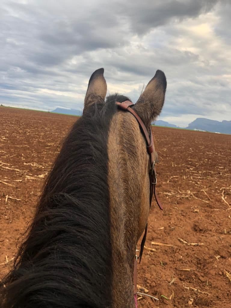 Horseback view across open ground