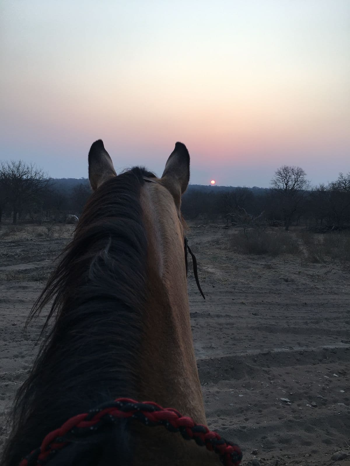 Horseback view at dusk