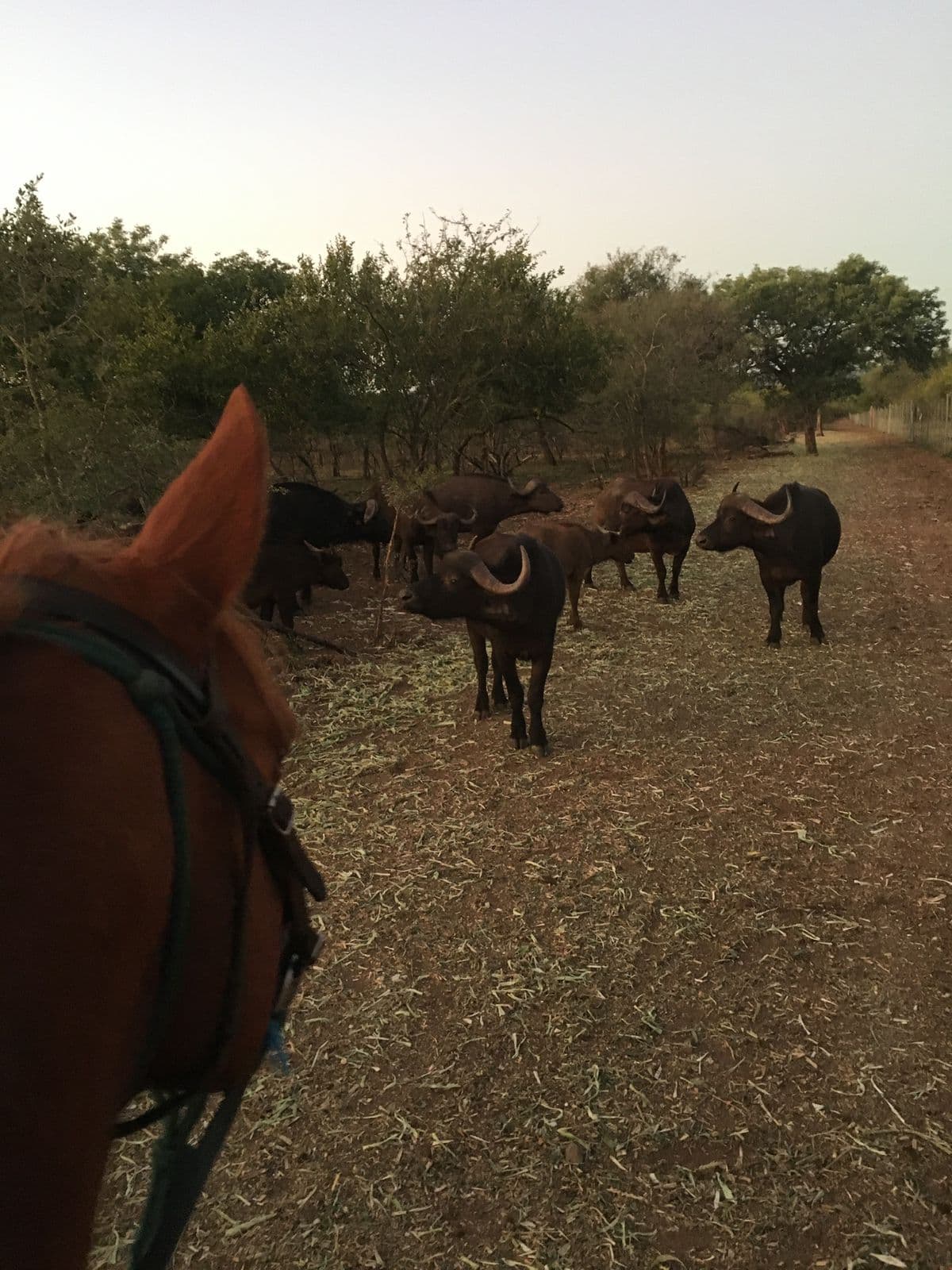 Horseback view near grazing wildlife