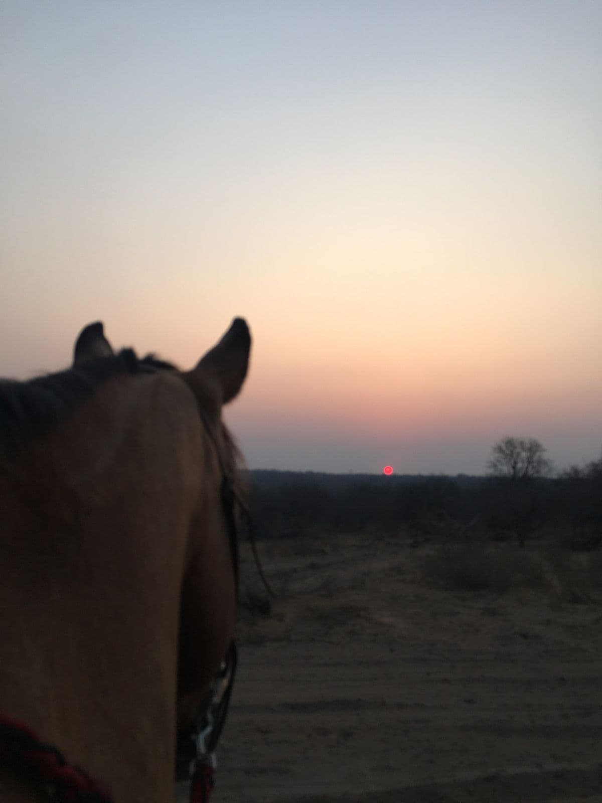 Horseback view over the evening bushveld