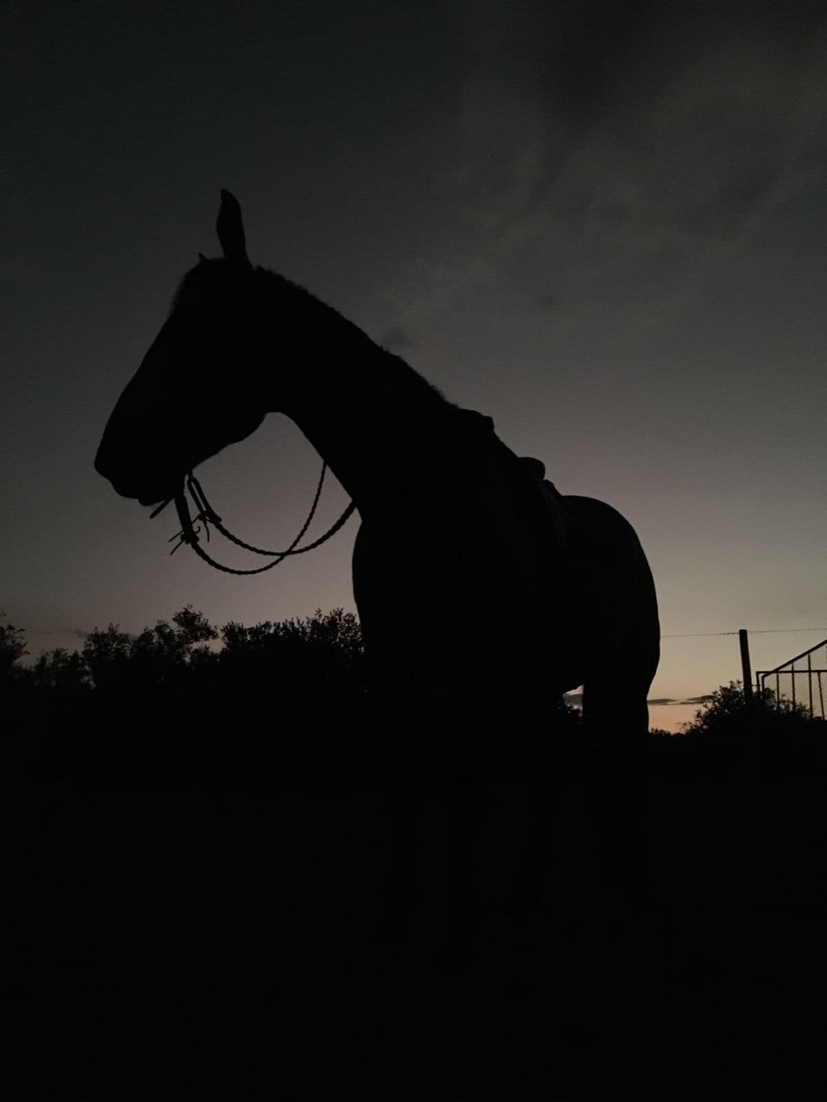 Horse silhouette in the last light