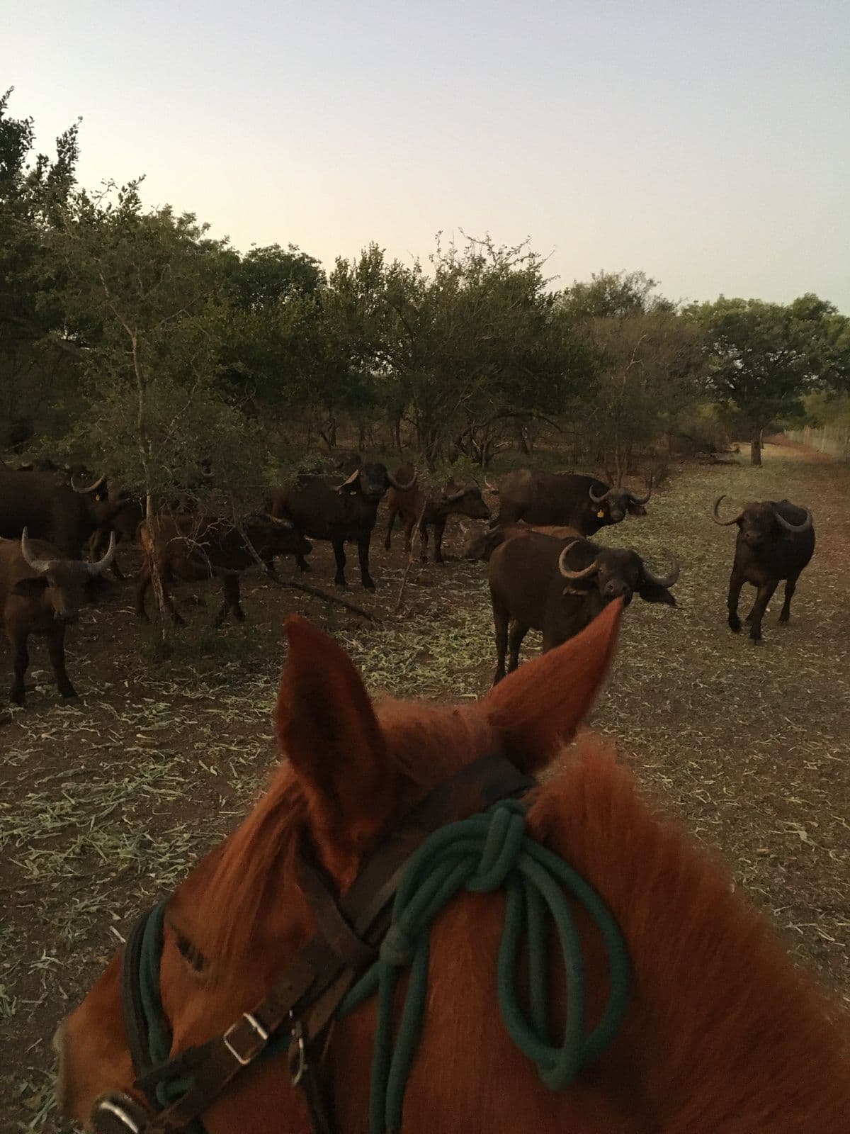 Horseback view with wildlife nearby