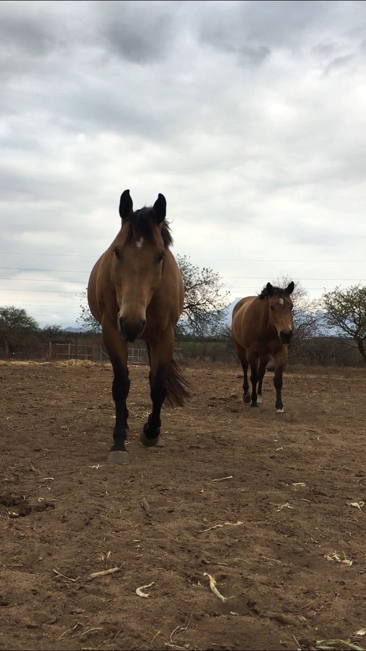 Horses gathering under a cloudy sky