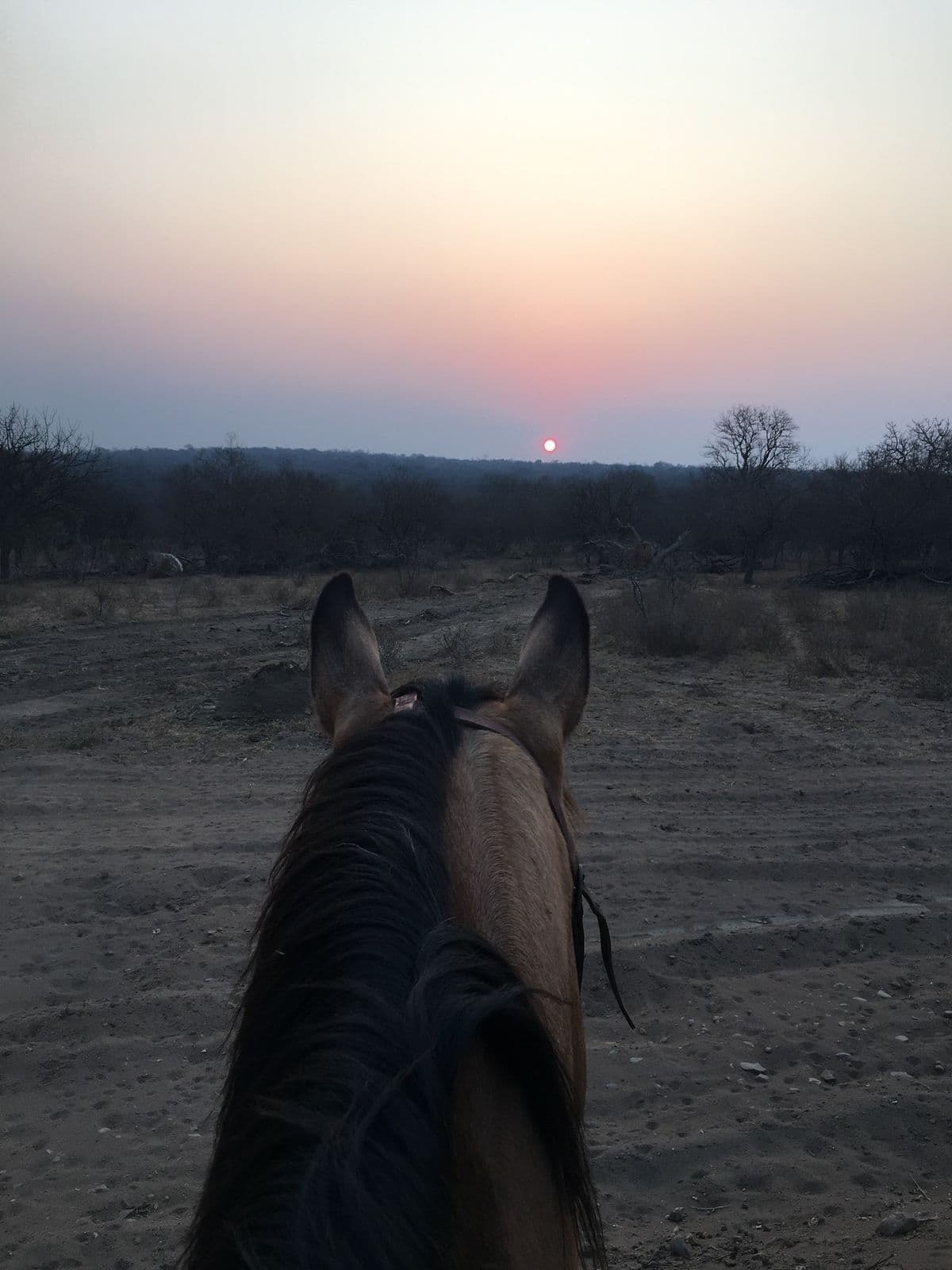 Horseback view over lowveld tracks