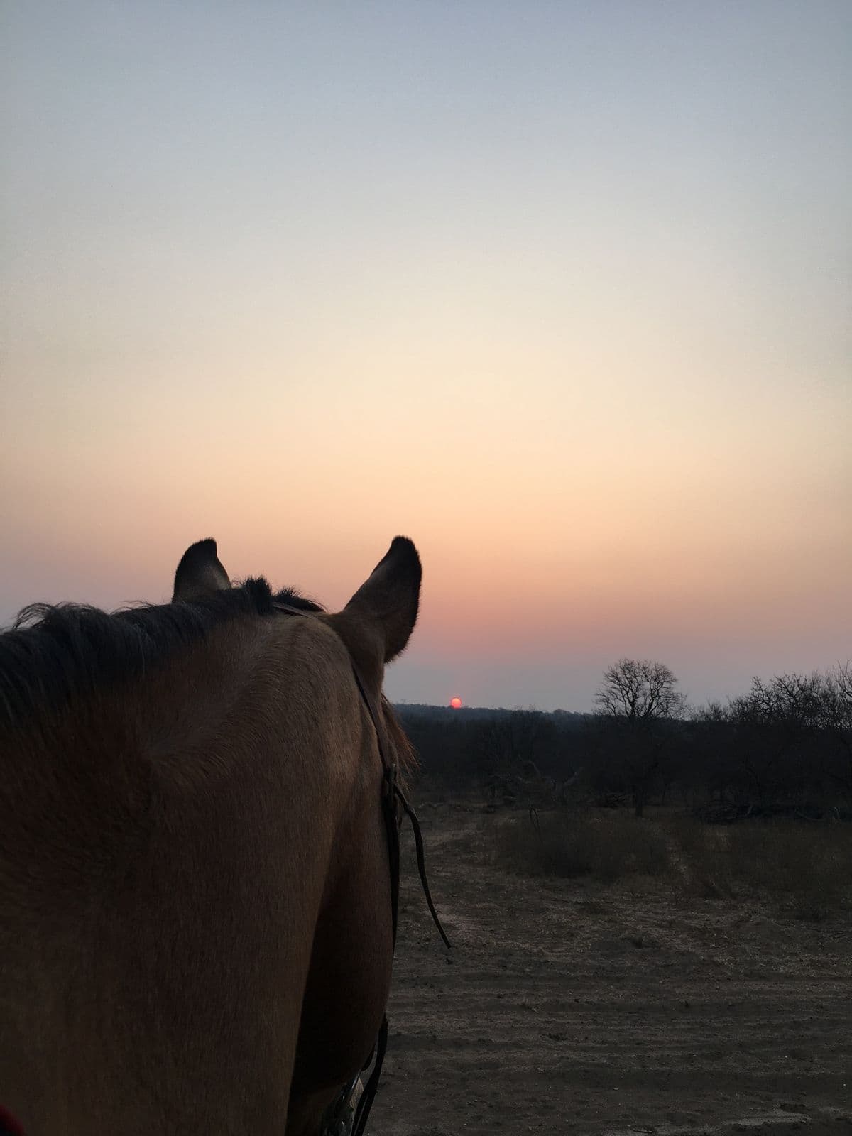 Horseback view into evening haze