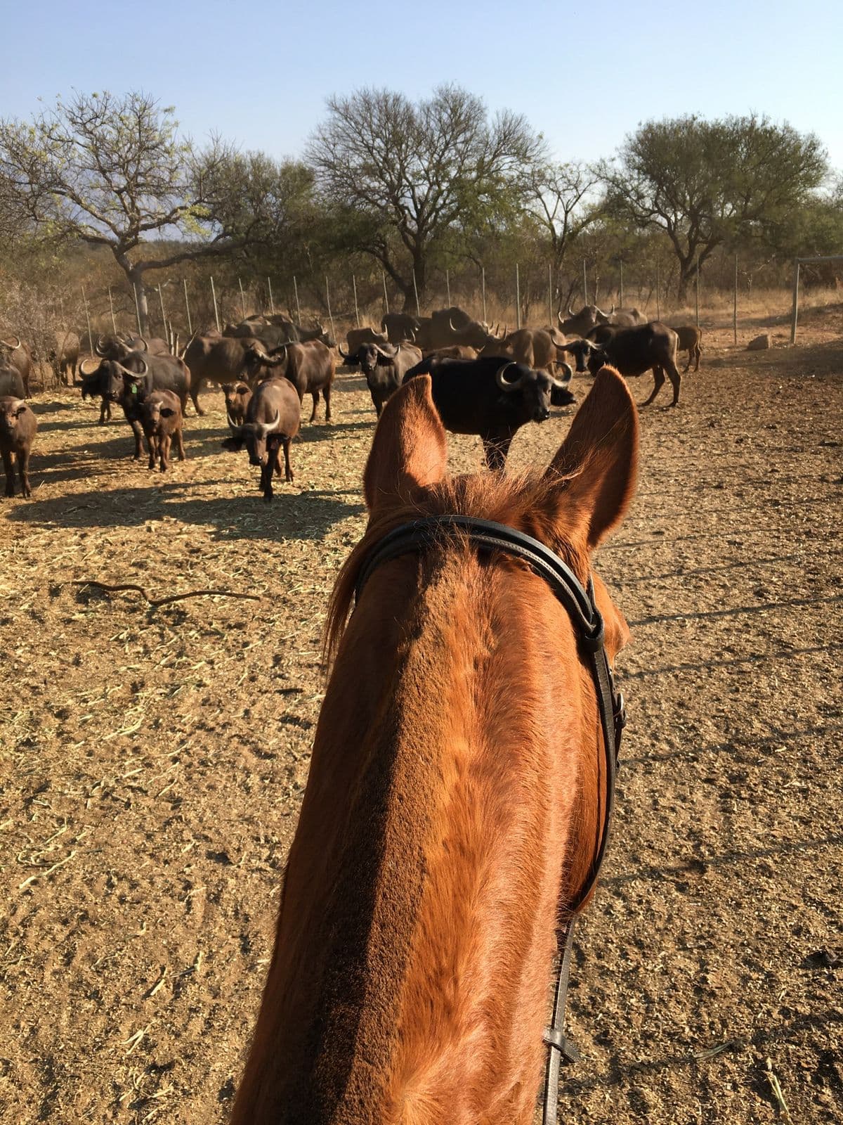Horseback view close to a buffalo herd