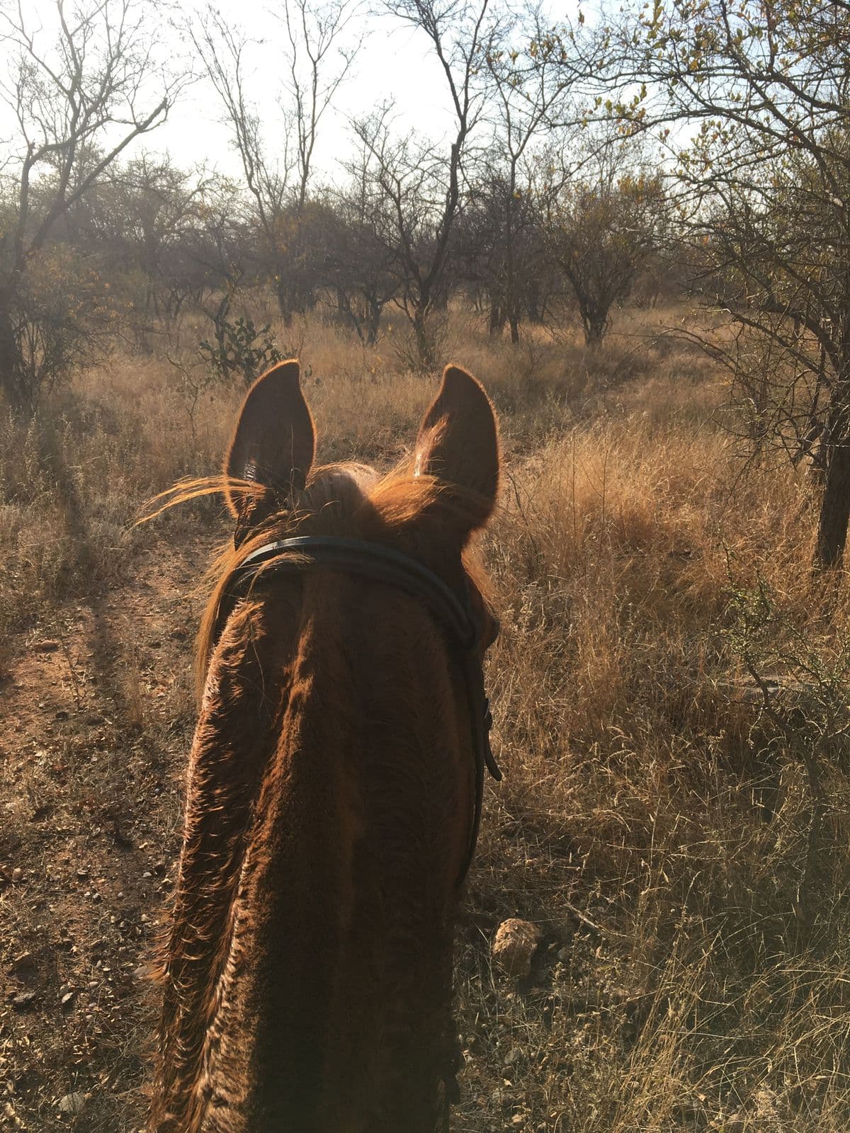 Horseback trail through golden bush