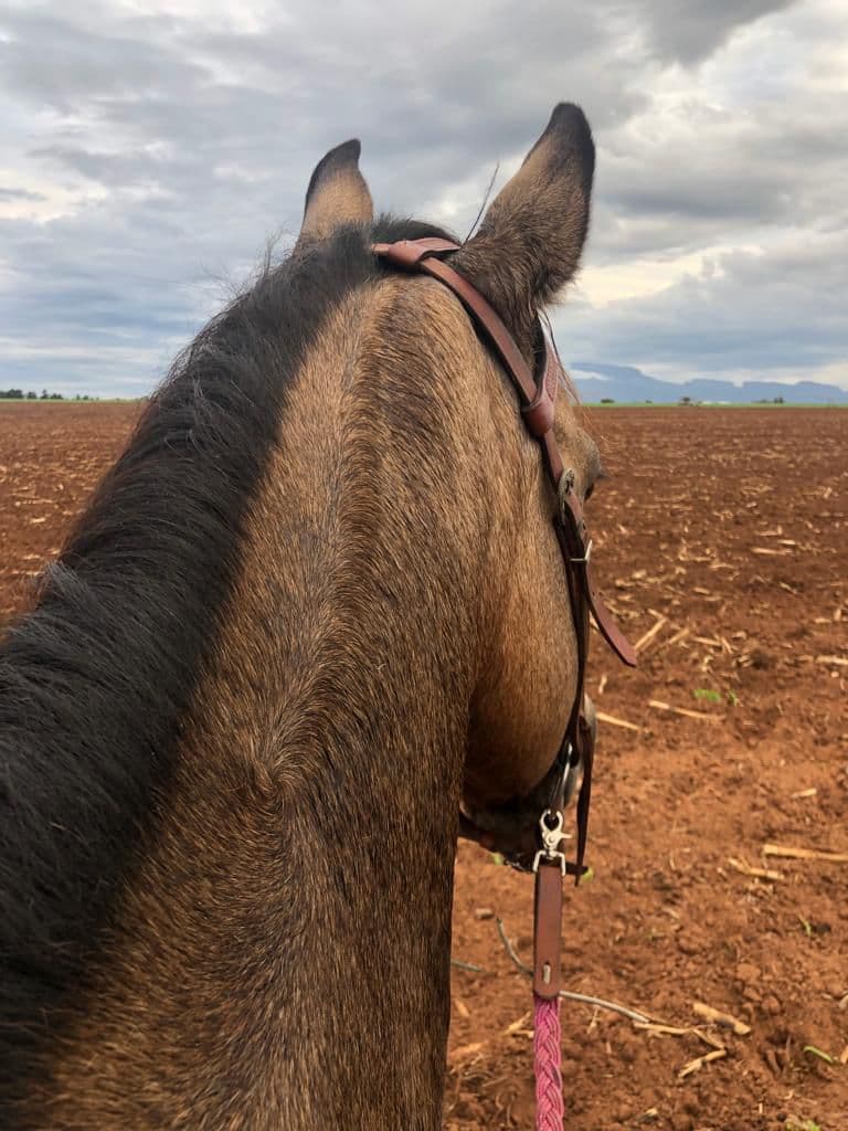 Horseback view across open red ground