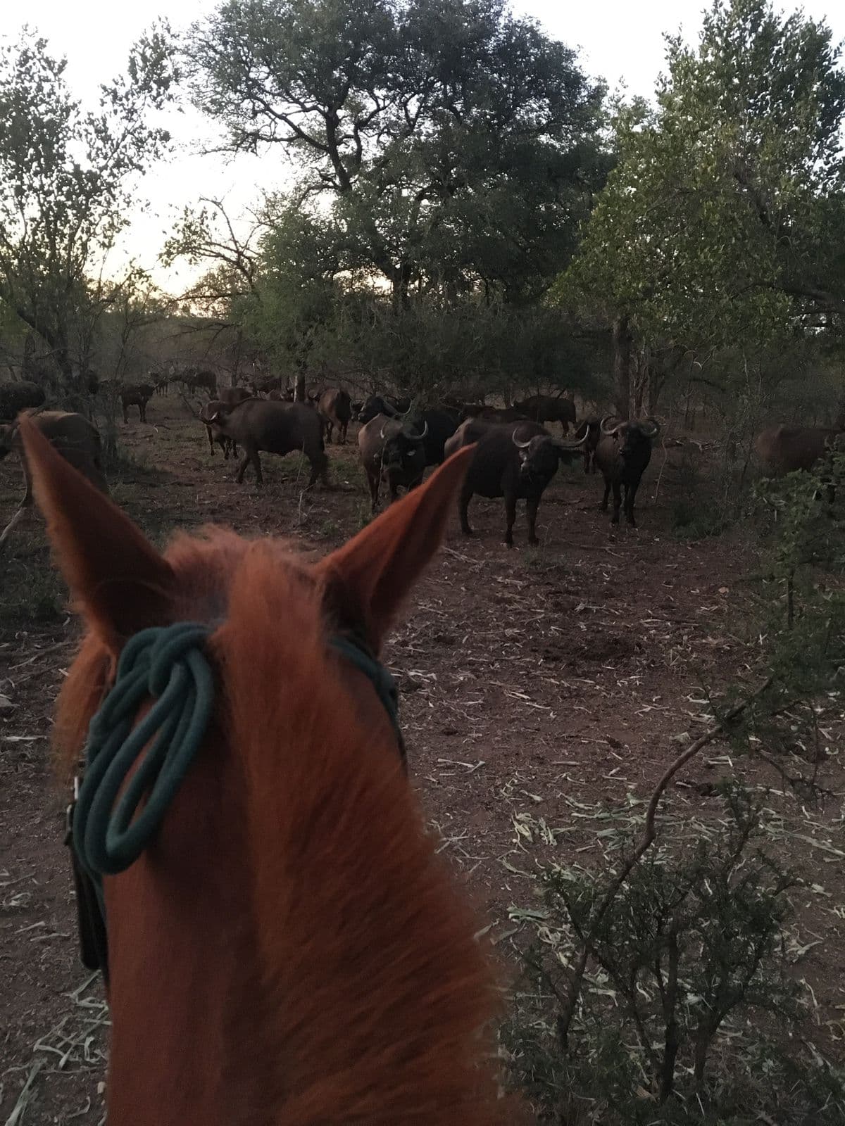 Horseback view through low bush