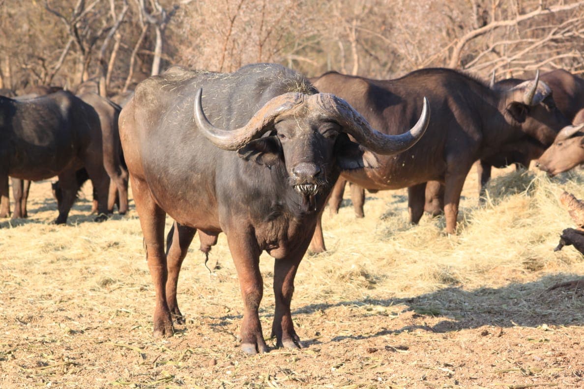 Buffalo herd in bright winter grass