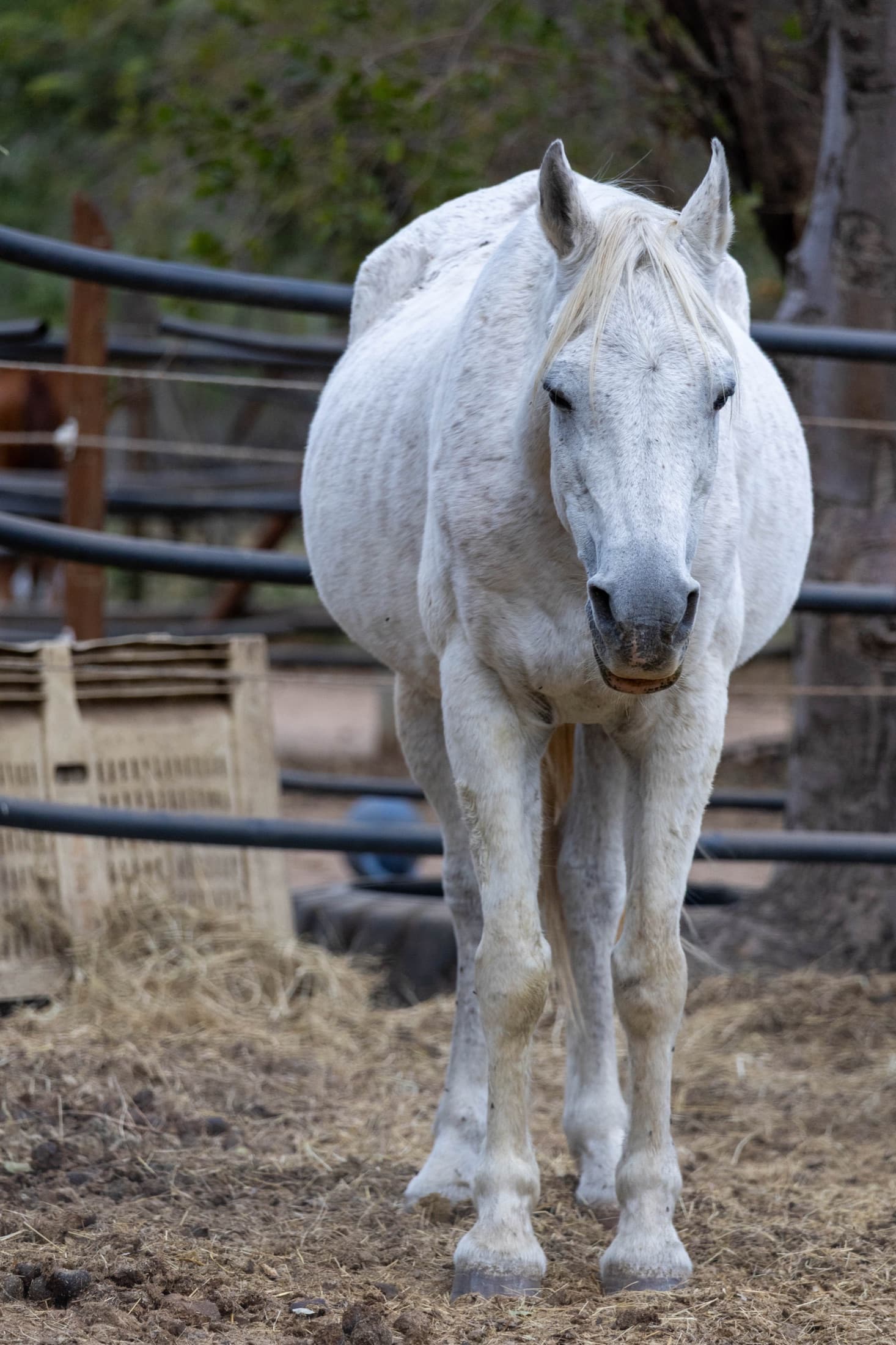 White Nimble Drift horse portrait